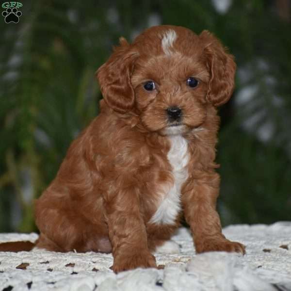Missy, Cavapoo Puppy